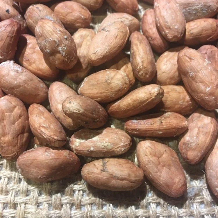 Hacienda San Jose Cacao Beans 20kg - Ecuadorian Single Plantation